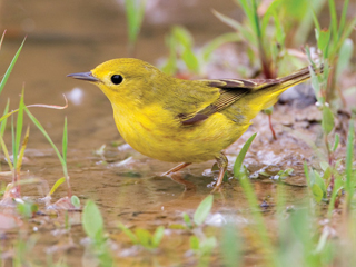 Bird Watching in Alberta Parks
