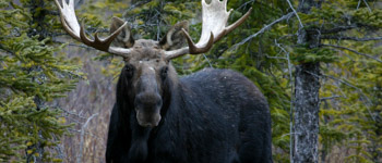 Bull Moose