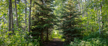 Tree Cutting Permit