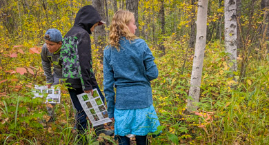 Boreal Forest Plants