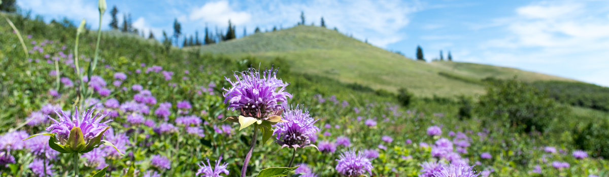 Alberta Parks