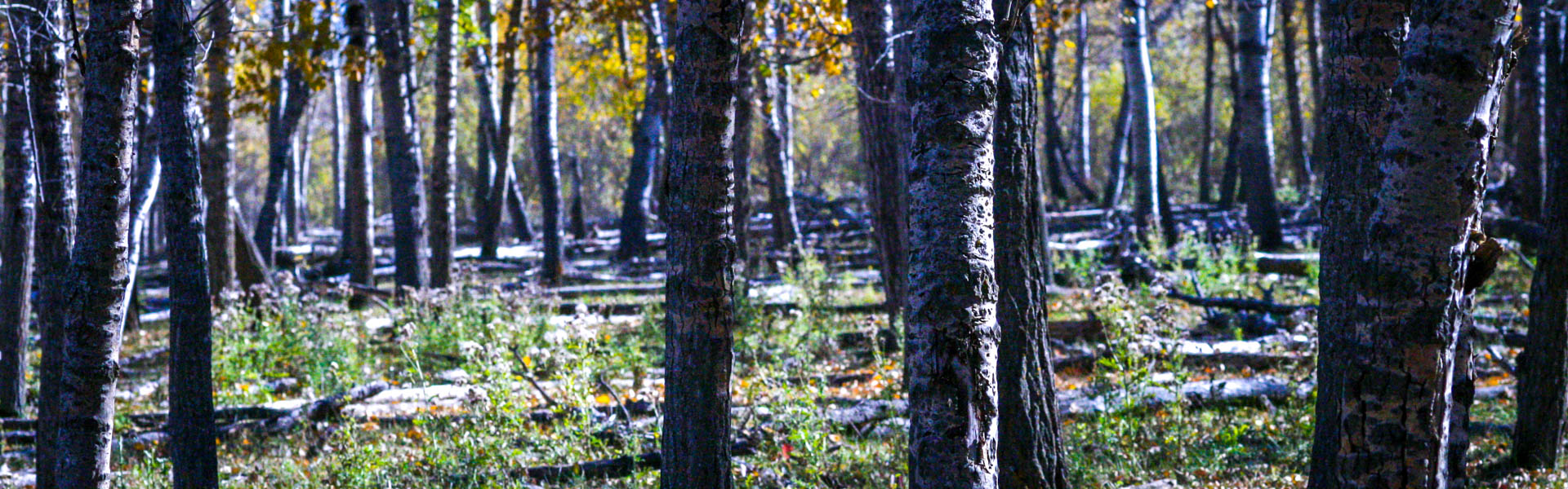 Alberta Parks
