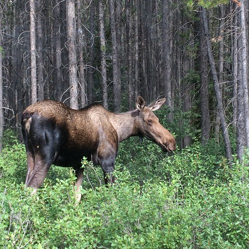 a side view of a moose without antlers standing in some greenery with grey, skinny tree trunks behind it.