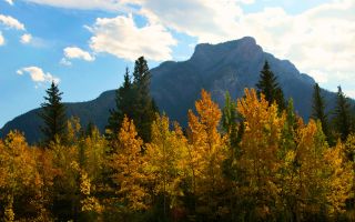 Golden Larch Season - Guide to Fall Hiking in Alberta Parks