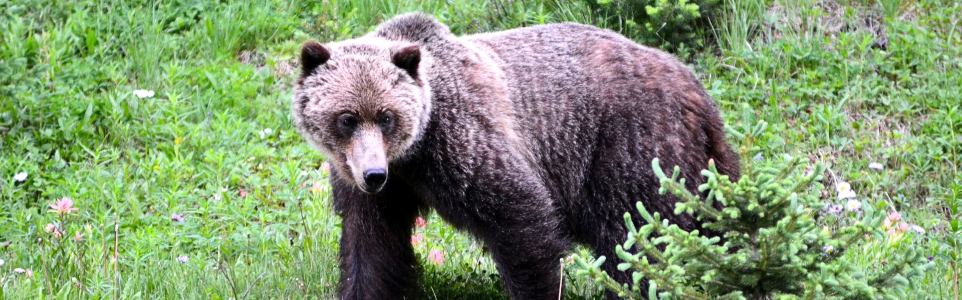 Visiting Bear Country