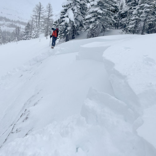 Avalanche At treeline near Burstall Pass, Challenging Terrain