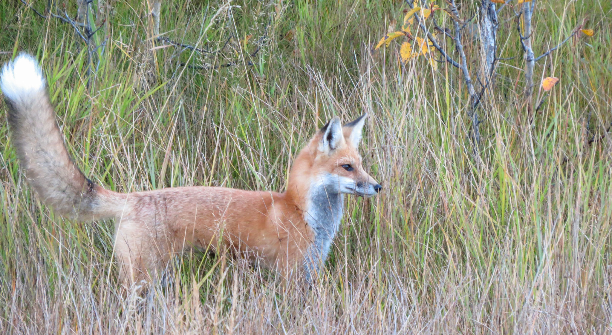 Wild Wonders: Seasons