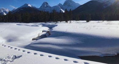 Tracking: an Ancient Science