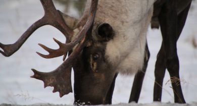 Caribou Blues
