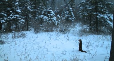 Life Under the Snow