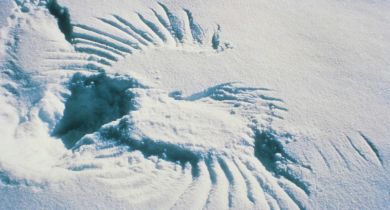 Stories in the Snow