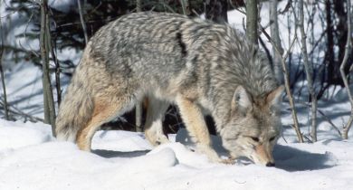 Winter Wildlife Game
