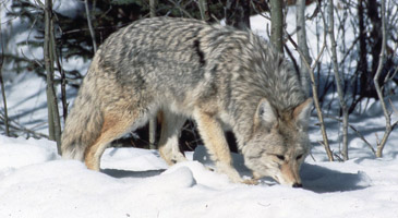 Animals & Winter