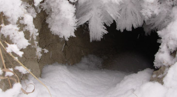Winter Wonder