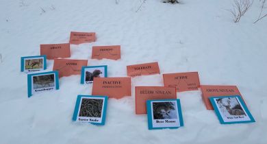 Decision Tree