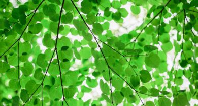 Breathing Leaves
