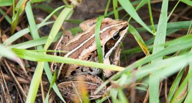What is Hibernation?